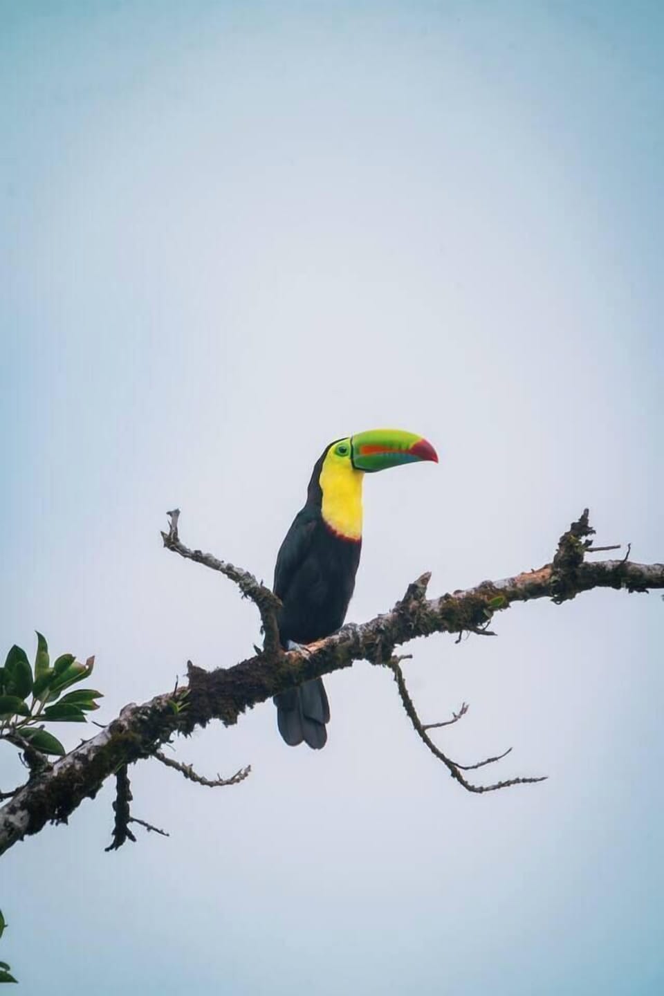 Fauna visitante