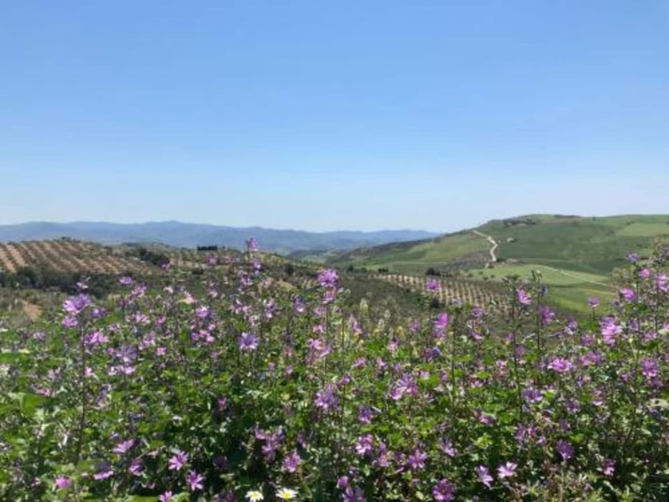 Region [summer] (>5 km)