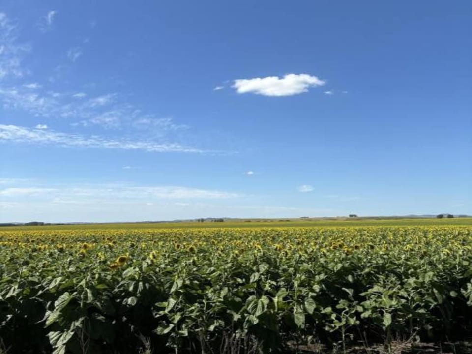 Region [summer] (>5 km)