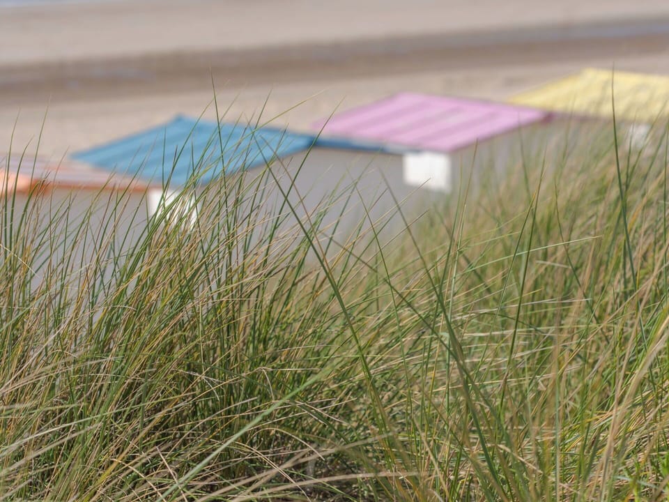 Sand, Shrubland, Steppe