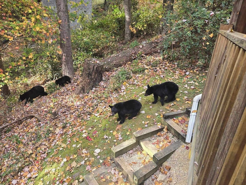 Momma Black Bear and 3 cubs
Please visit bearwise.org to be bear aware