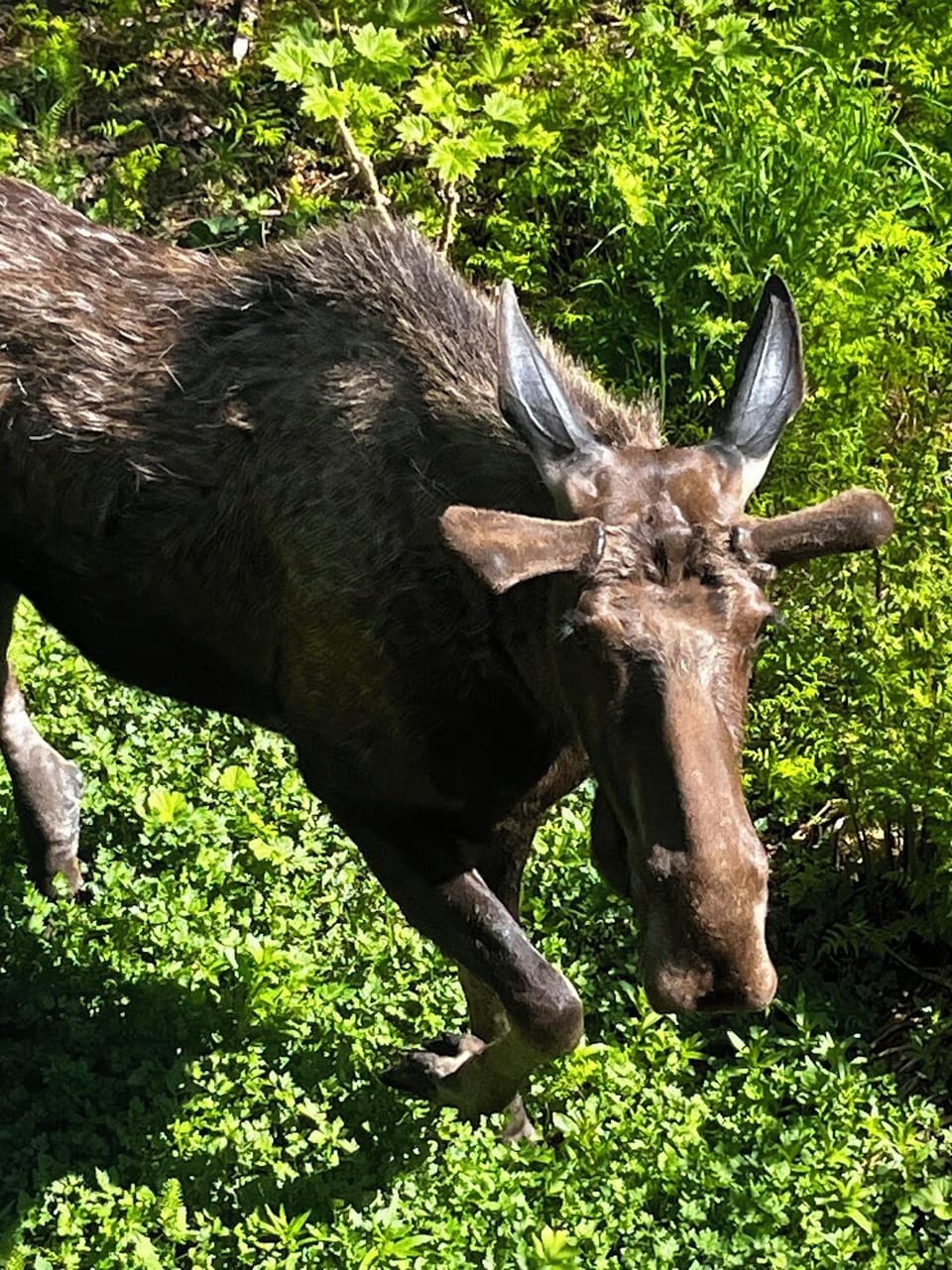 Another curious neighbor!