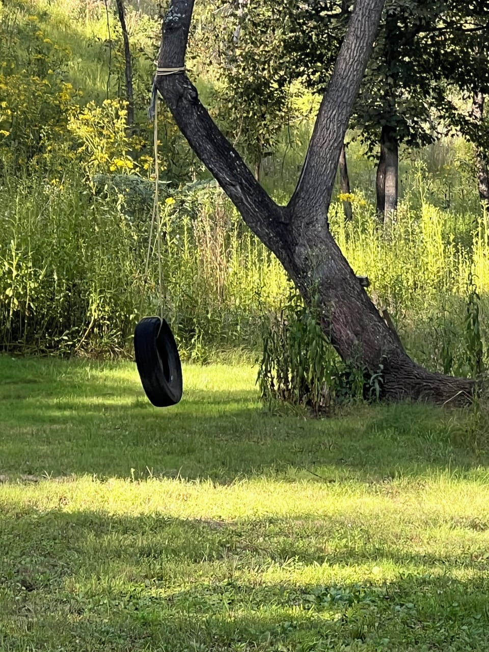 Tire Swing
