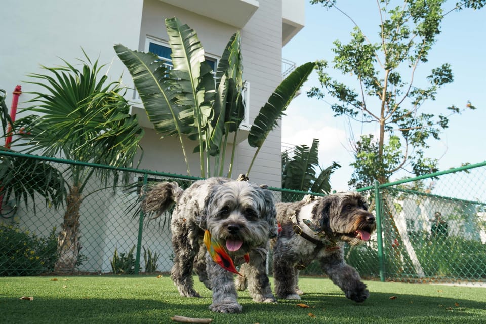 Pet park