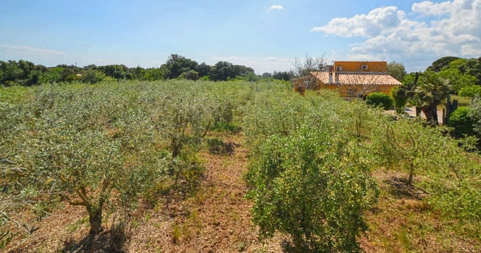 Immediate Surroundings [summer] (<1 km)