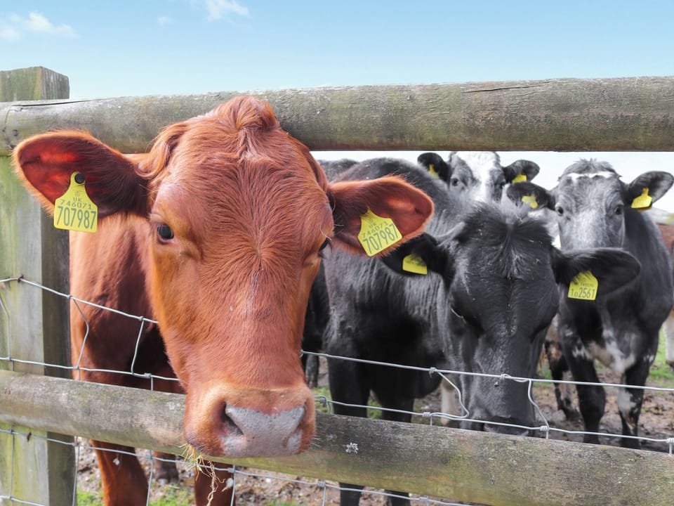 Surrounding area | Teifi Cottage - Ffynnongrech Farm Cottages, Talley, near Llandeilo