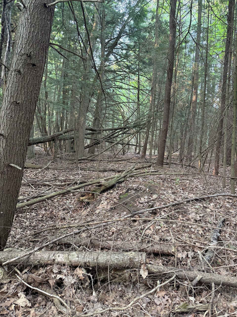Miscellaneous