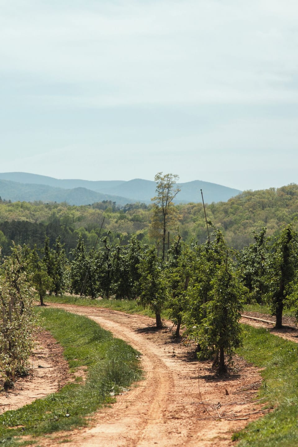 Mercier Orchards