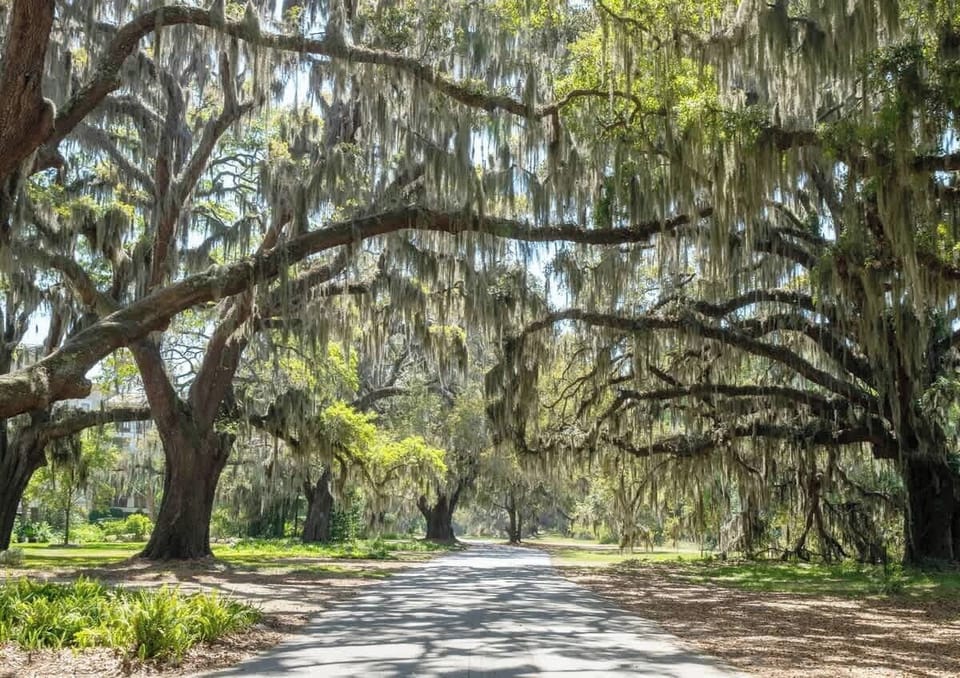 Live Oak Trees St. Simons 