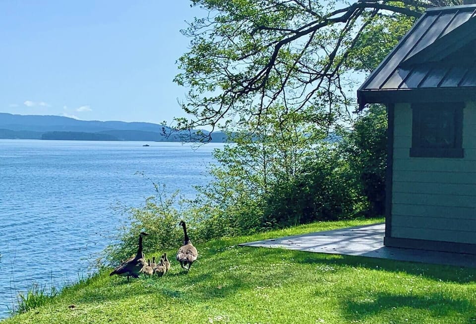 Canada goose families are often spotted here in the spring.