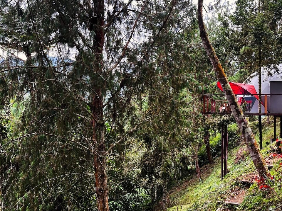 Basic Cabin, 1 King Bed, Mountain View | View from room