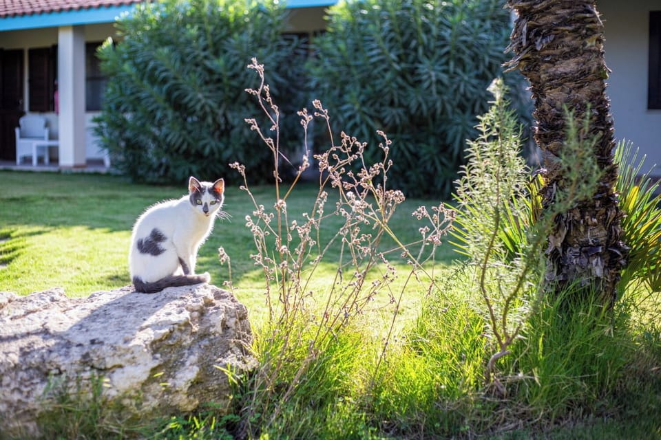 Agriturismo Is Cortillaris Farm Stay in Sardinia
