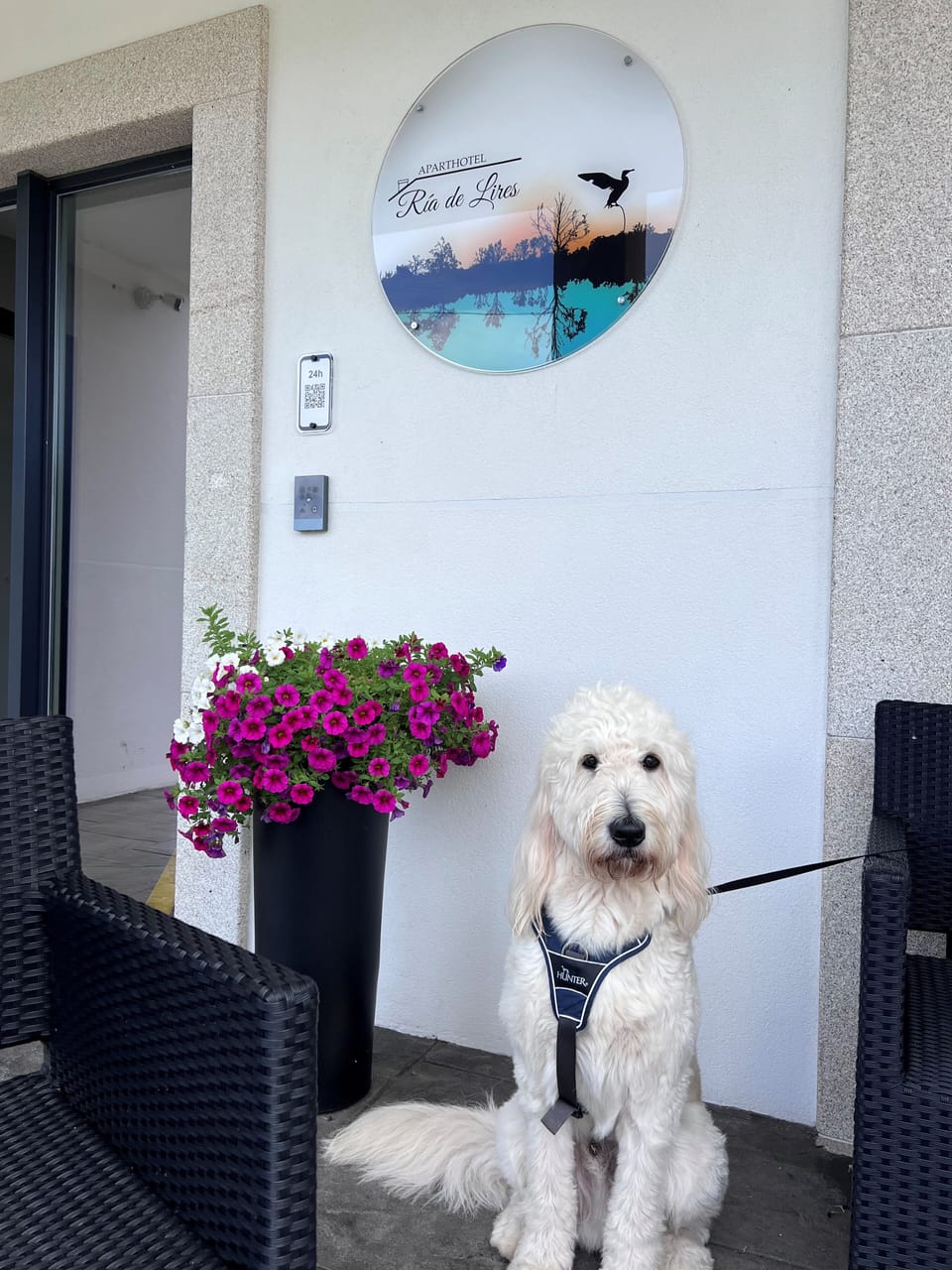 Pet-friendly