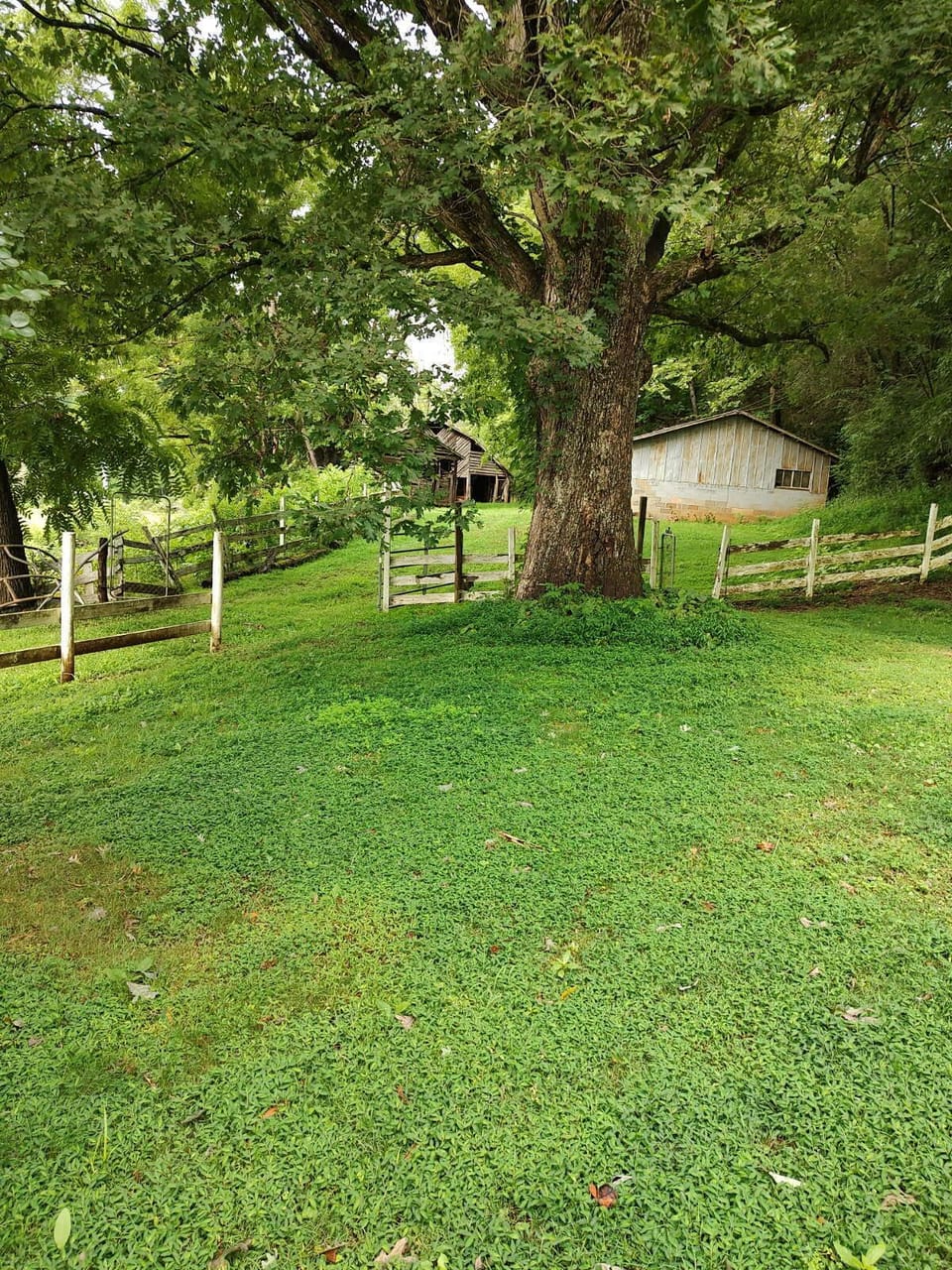 100 Year Old Oak