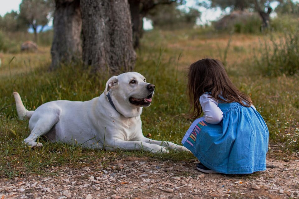 Pet-friendly