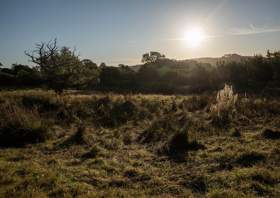 Mapperton Wildlands - Rewilding Area