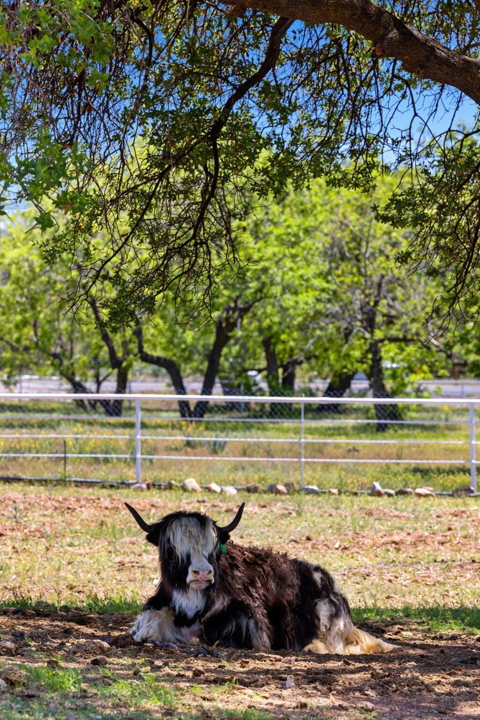 Can you say Yak? 🐂 Meet one of our fluffiest residents relaxing in the shade—just another unique charm of life on the farm!
