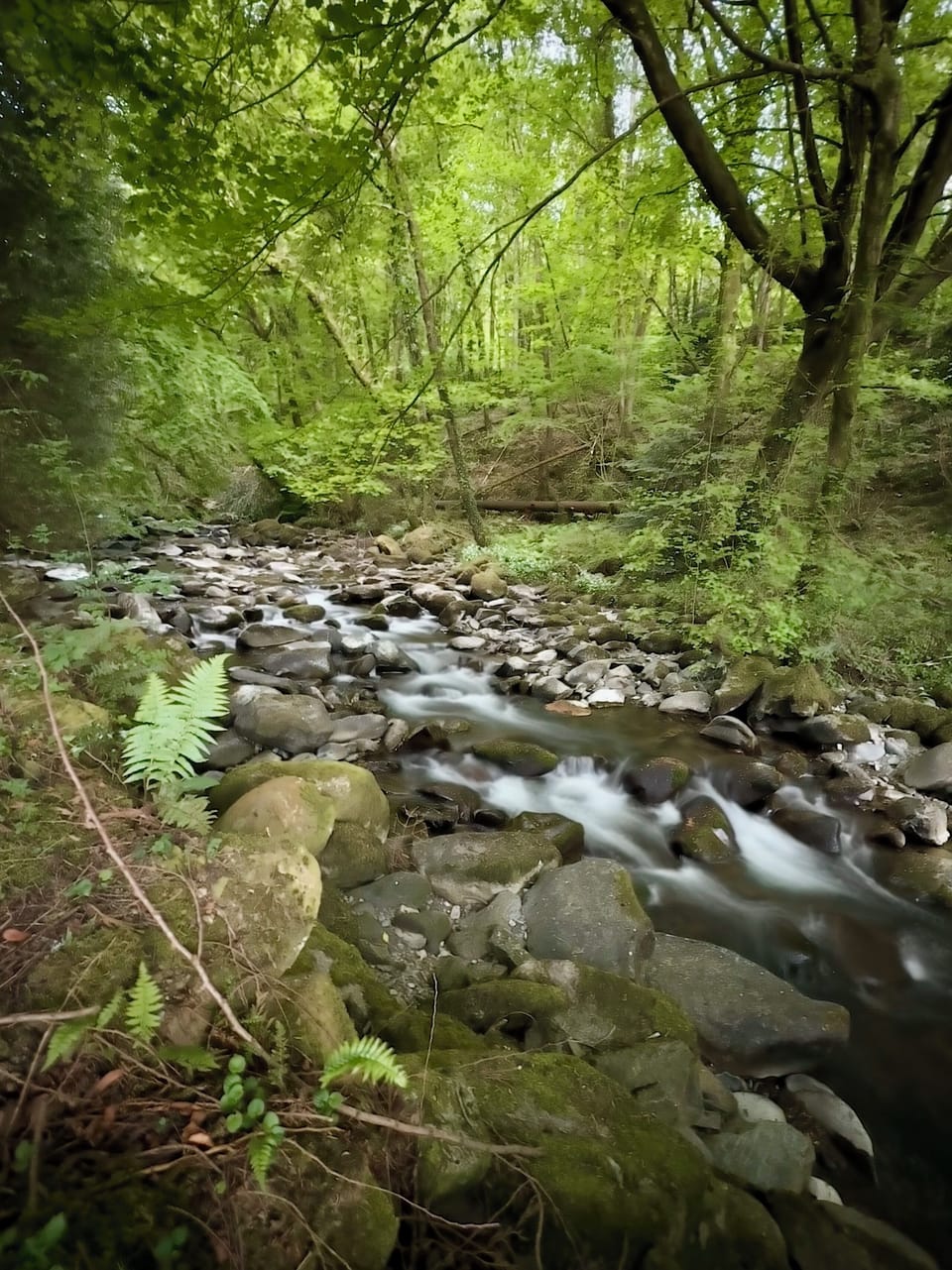 Afon Gwynant