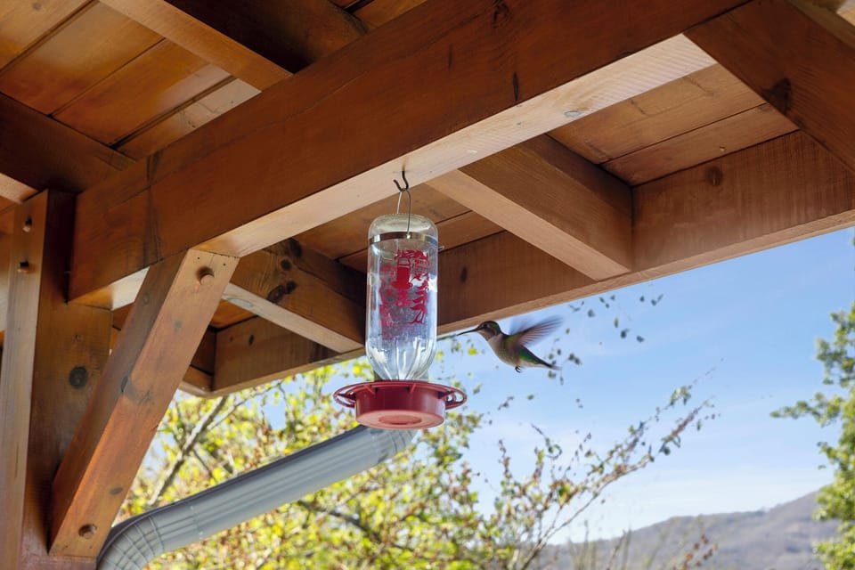 Outdoor Oasis: Enjoy the vibrant hummingbirds at our charming feeder under sunny skies!