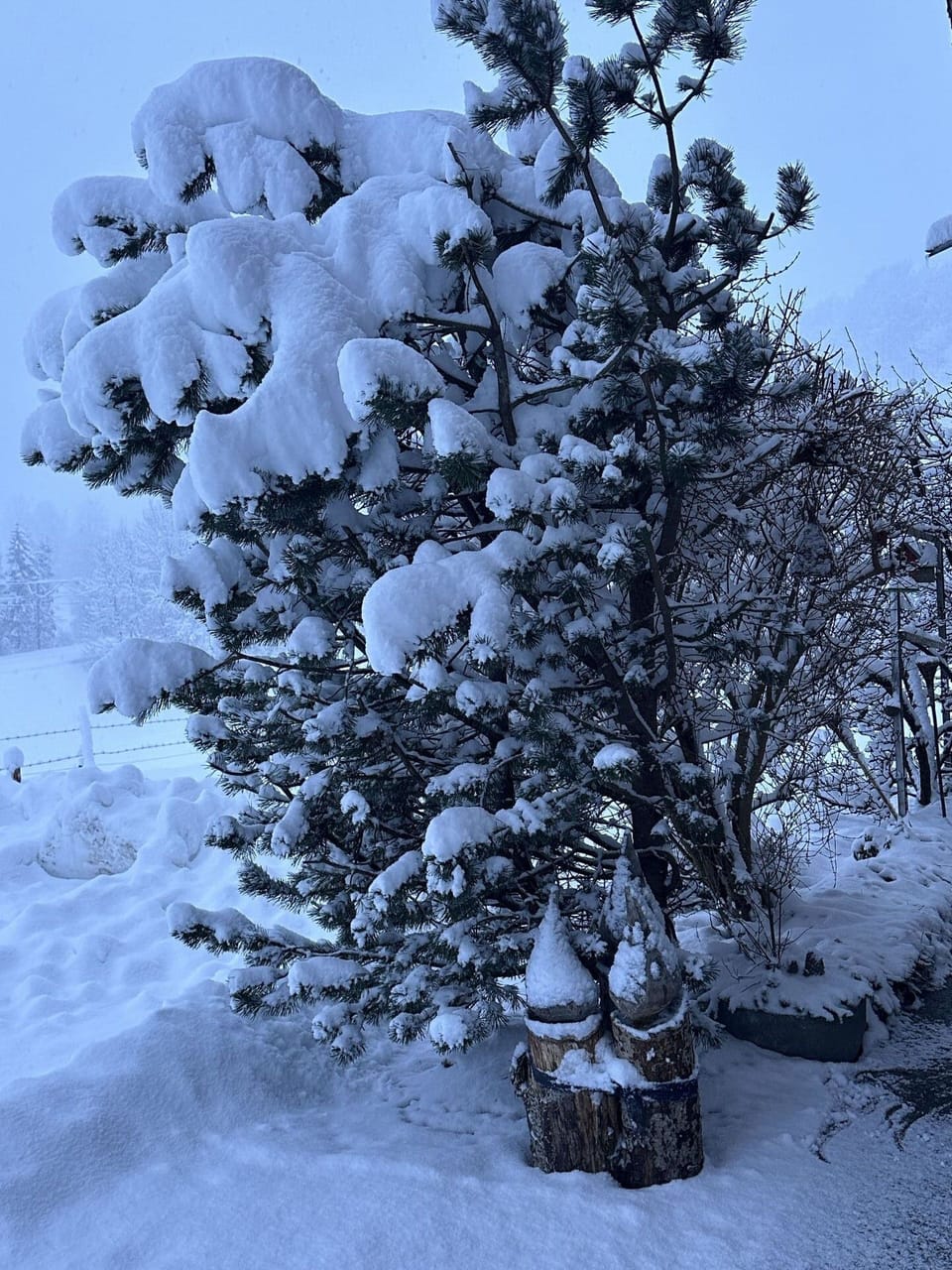 Snow, Winter, Branch, Freezing, Geological Phenomenon, Frost, Blizzard, Ice