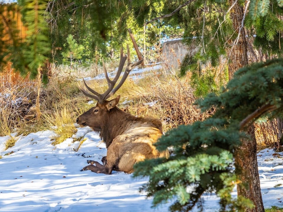 Elk `run the town` here in Estes. The likelihood of you stumbling across a herd is very high!