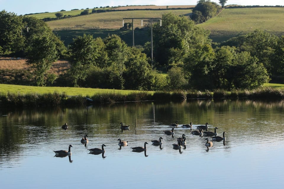 Lake with wild geese