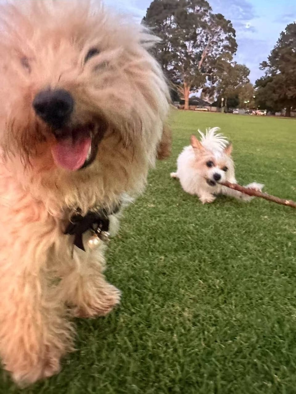 Pet-friendly