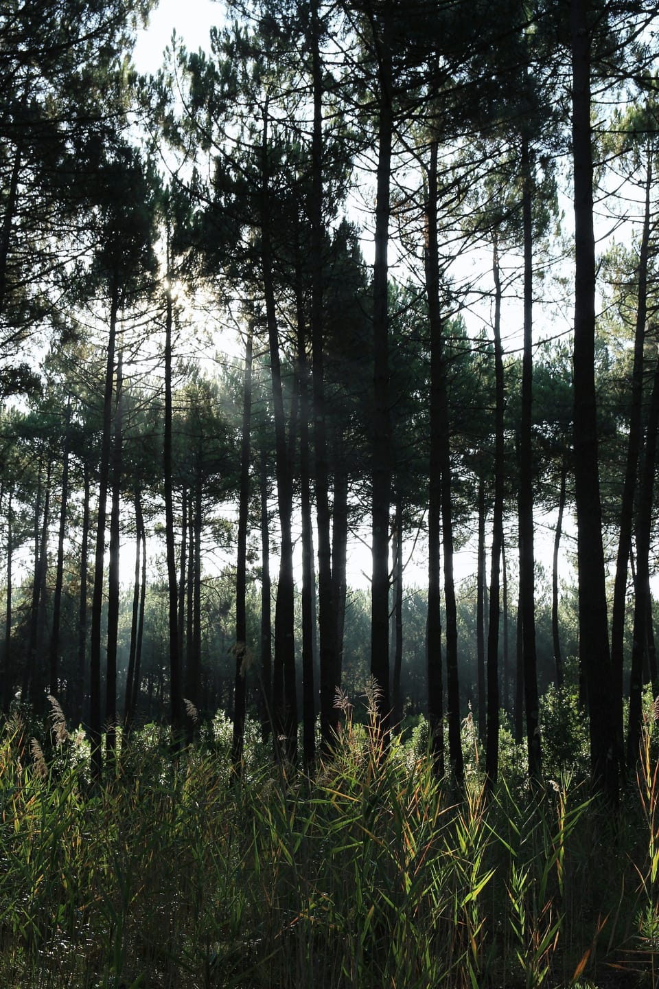 The natural park of Landes de Gascogne is a must-visit! Luckily, you're just a short drive away. 