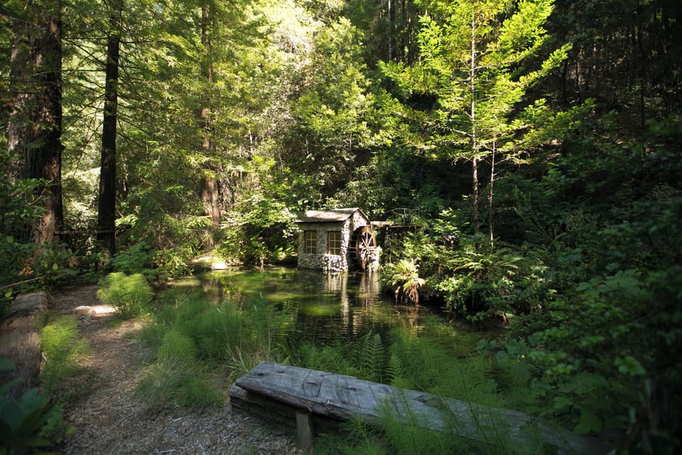 The trout pond