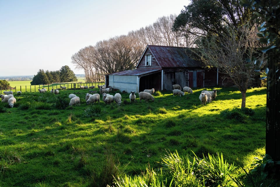 Farm views from back gate