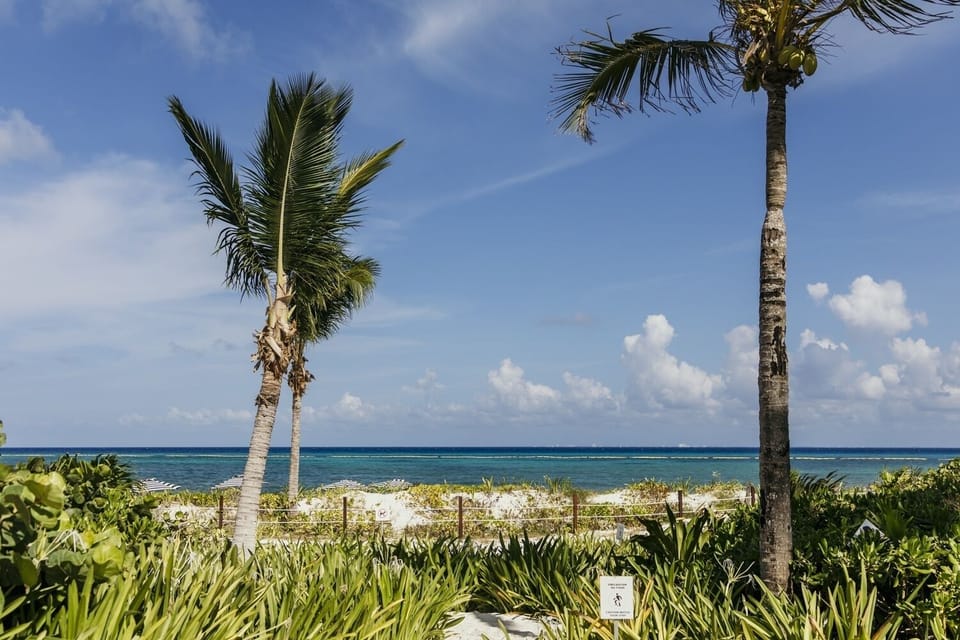 Nature, Outdoors, Tropical, Palm Tree, Tree
