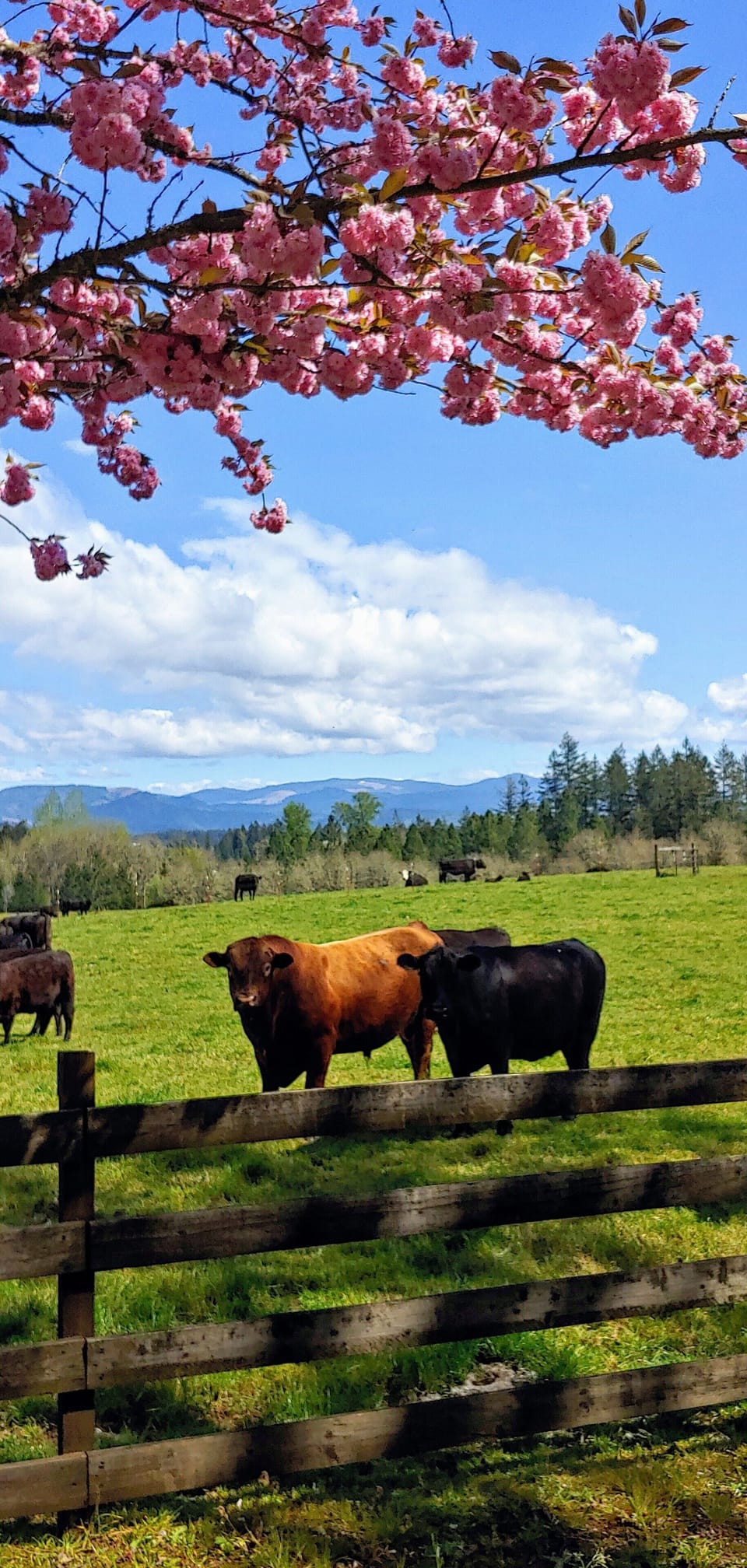 Mountain view in the Spring