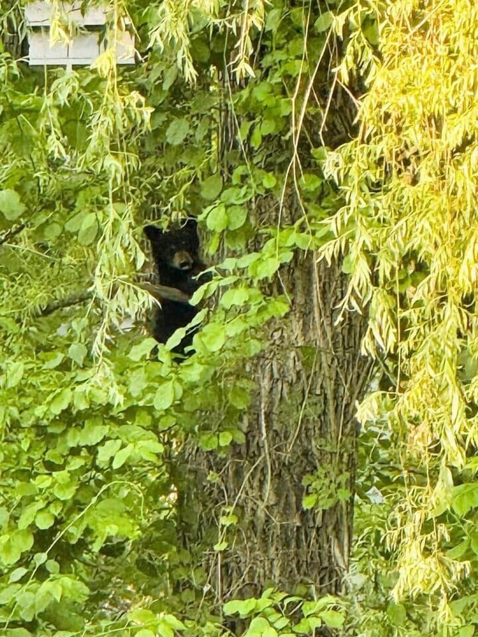 Spotting a rare black bear mother with her cubs is a breathtaking experience. Watch from a safe distance as she nurtures and guides her little ones through the wild. This special glimpse into nature’s wonders adds a touch of magic to your stay.