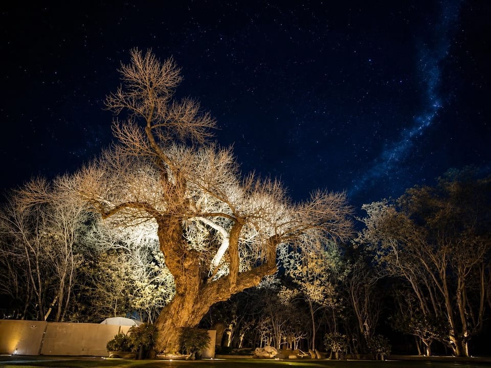A tree canopy under a starlit sky adds charm to the tranquil nighttime setting.