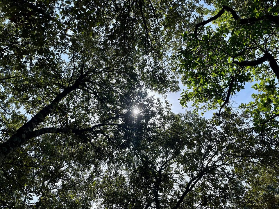 a4548dcf-5fd2-484c-9b11-e1deede2e03d