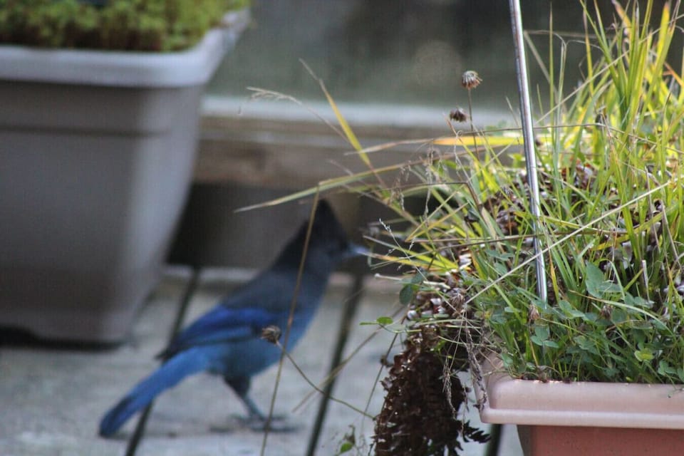 Bird watching
