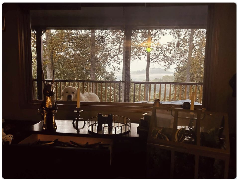 Living room picture window views