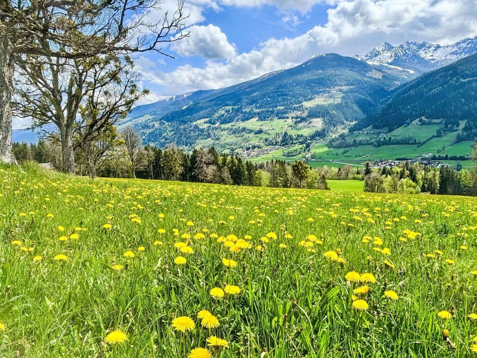 Green, Mountainous Landforms, Flower, Natural Environment, Grassland, Yellow, Mountain, Natural Landscape, Hill