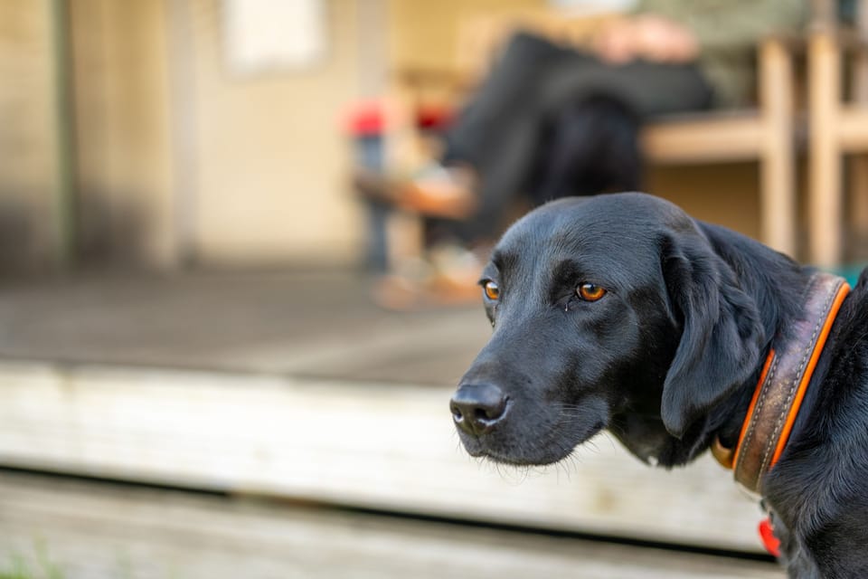 Sweffling Hall can accommodate up to four dogs per tent