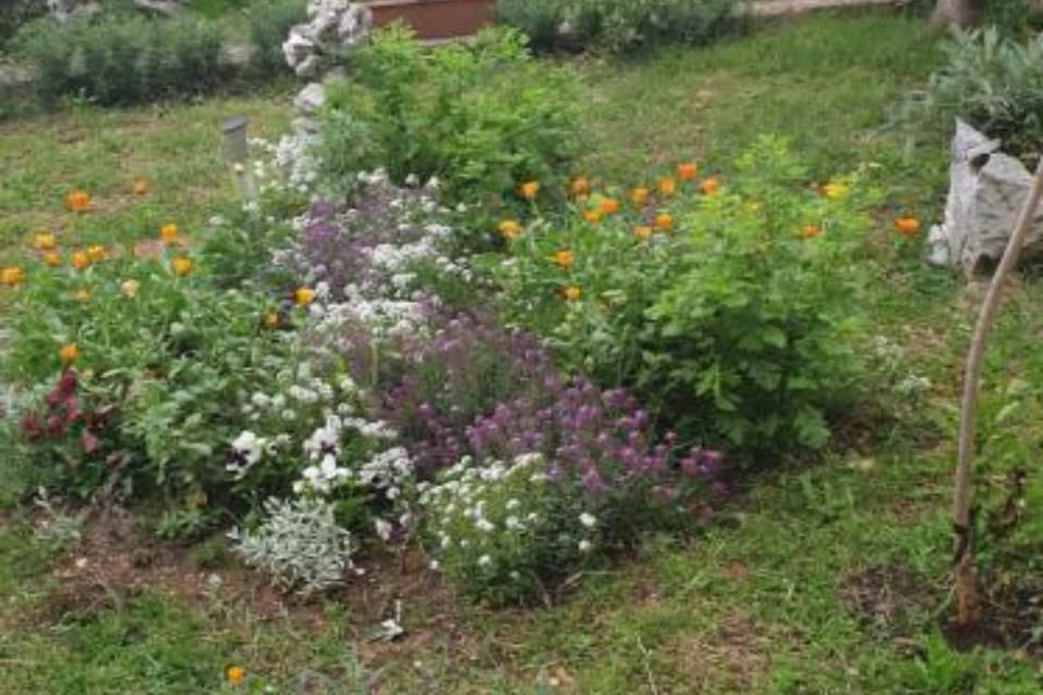 Garden [summer]