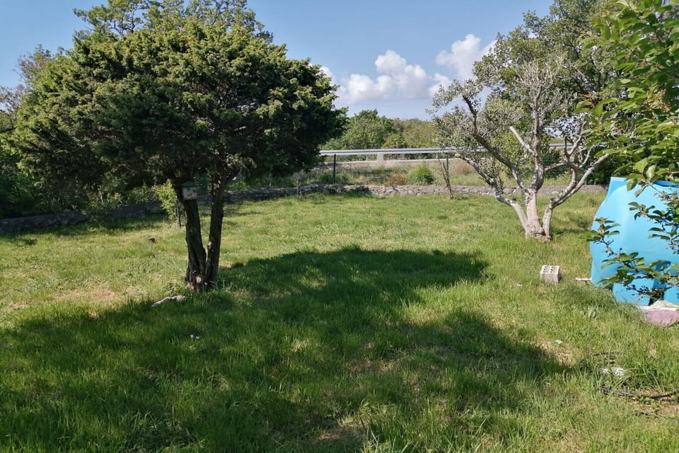 Garden [summer]