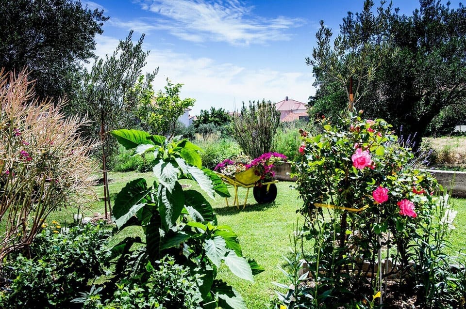 Garden [summer]