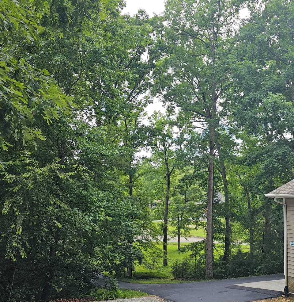 View of Quiet Neighborhood