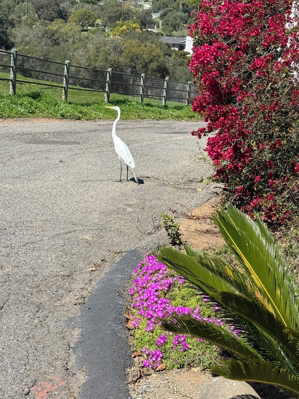 Our local Mr Frazier Crane