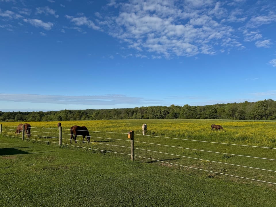 Early Summer View