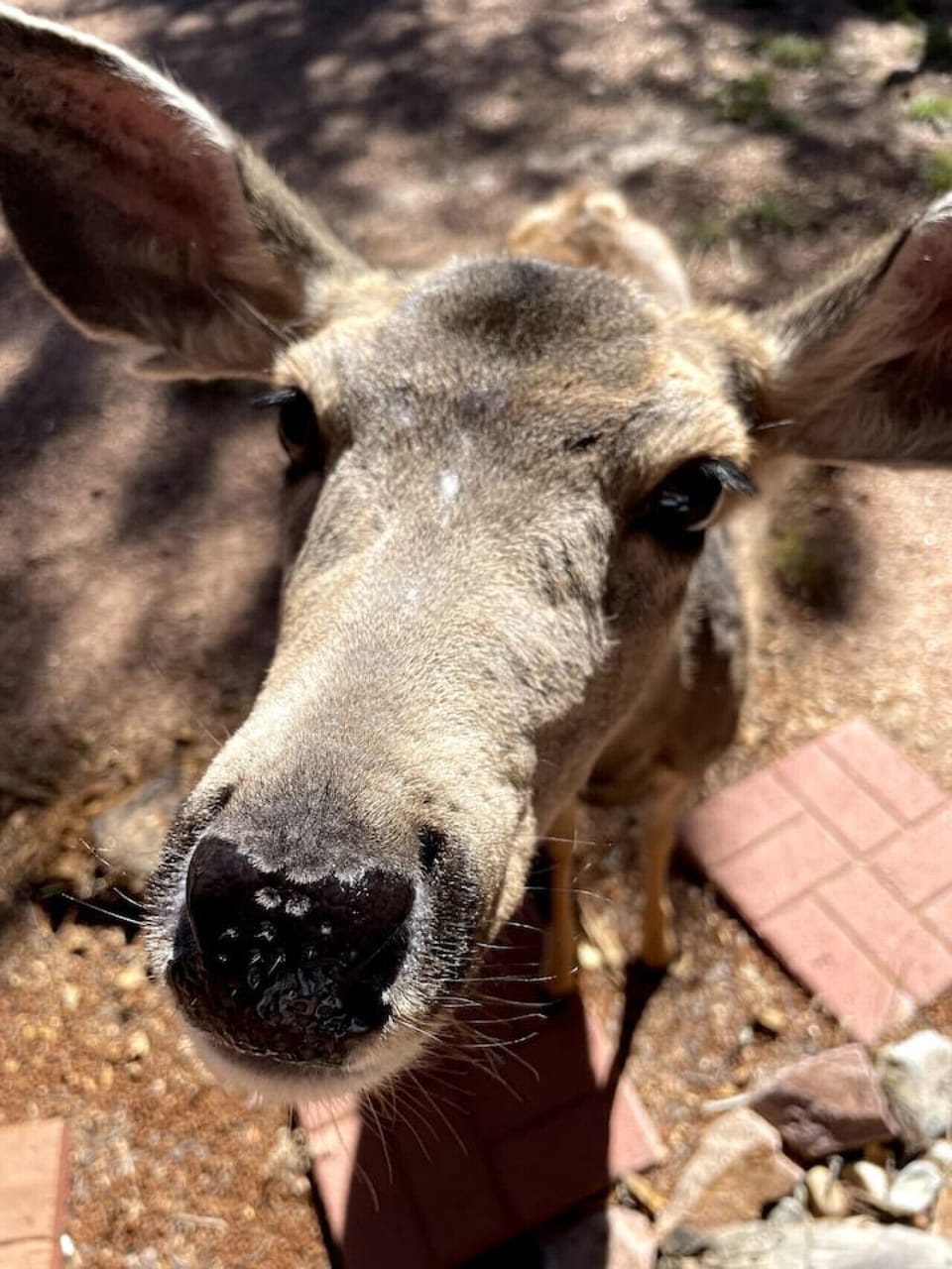 Mule Deer wander through the property frequently