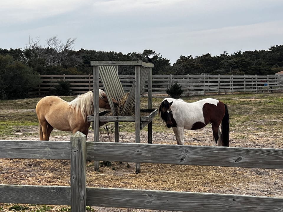 Wild Ponies