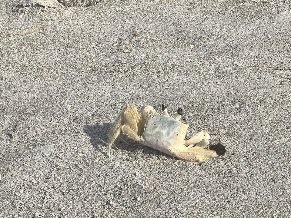 Who doesn't love to watch the crabs! They need their own TV sitcom! 
