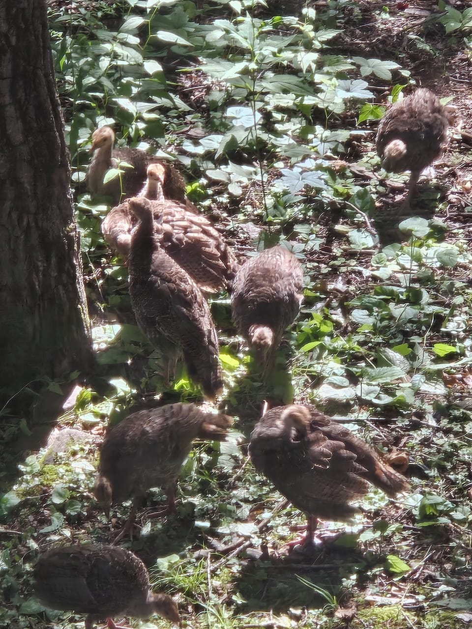 1 Gobler, 3 hens, and 14 chick's. Plenty of turkeys this year.