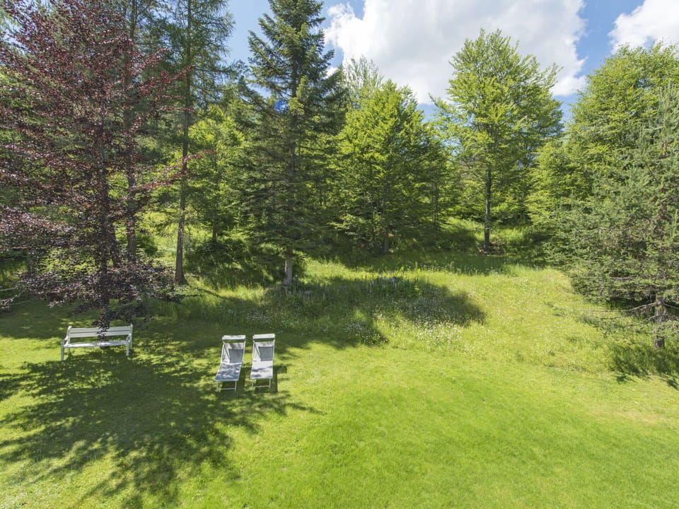 Tree, Shrub, Landscape, Land Lot, Garden, Lawn, Groundcover, Meadow, Larch, Pasture